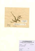 藏品(Helminthocladia papenfussii Kylin)的圖片